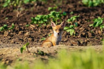 Young fox in field surrounded by green plants, dirt.