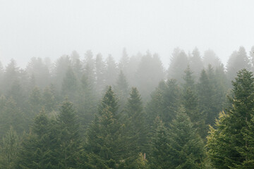 Autumn mountain forest view. Misty mountain in fog. Landscape of the pine peaks