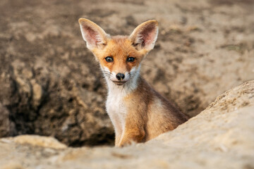 Cute fox cub sitting in natural habitat outdoors