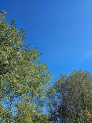 trees and sky