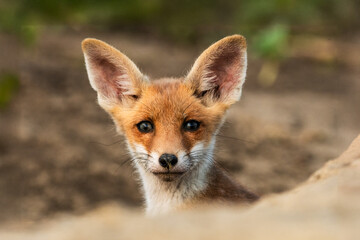 Adorable fox cub peeking from den, bright ears alert.