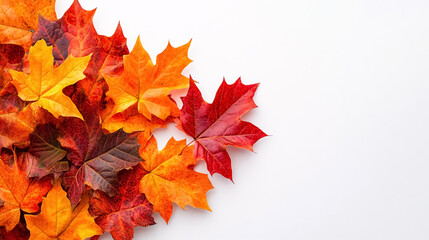 Fototapeta premium Autumn Banner with Place for Text: An autumn-themed banner featuring maple leaves on a white background with space for text.