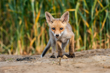 Young fox cub facing camera on sandy ground outdoors