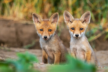 Two curious fox kits in natural habitat portrait setting.