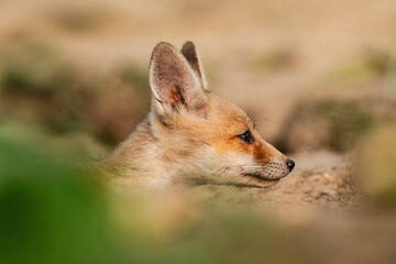 Adorable fox cub peeks from its burrow in nature.