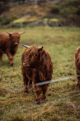 Fototapeta premium Scottish Highland cattle bull
