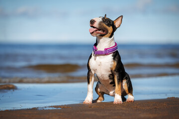 english bull terrier dog in a purple collar sitting on a beach
