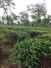 field in the country