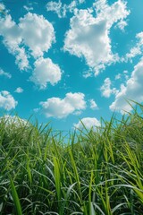 Obraz premium Tall grass with a blue sky and clouds in the background