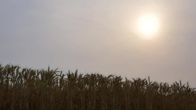 Golden ripe wheat stalks in a field and sun in the background.