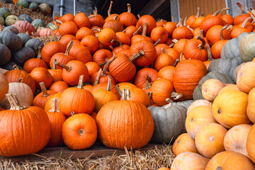 A vibrant collection of bright orange pumpkins laid on straw