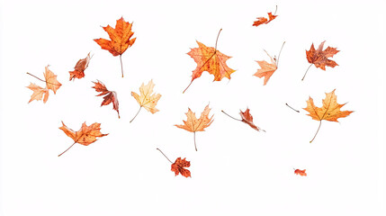 Autumn Maple Leaves Falling Down Isolated on White Background: Falling maple leaves isolated on a white background, capturing the dynamic movement of autumn.