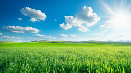 Obraz premium Green Grass Field, Blue Sky With Fluffy Clouds And Sun, Beautiful Landscape, Summer Background