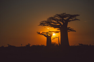 Sunset in the Baobab Alley Madagascar