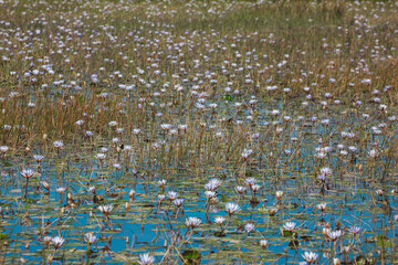 white water lilies