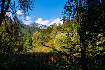 Mountain peak and forest landscape under bright blue sky