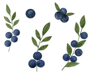 Set of blueberry watercolor isolated on white background. Blueberry. Watercolor berries. Delicious berries. Appetizing berries. Blueberries in a basket.
