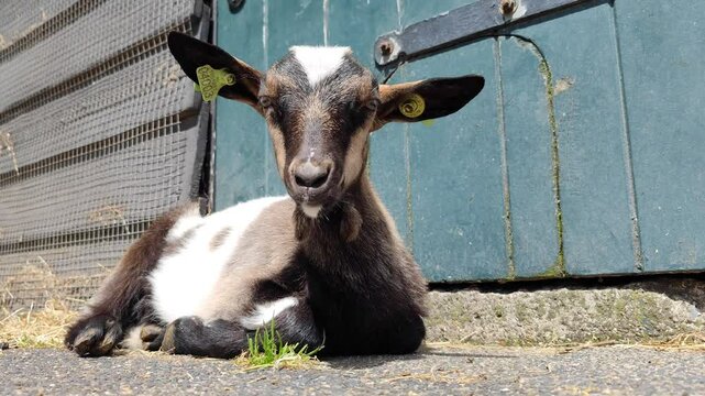 Funny Goat Video Footage Browse 19 HD Stock Video and Footage Adobe Stock
