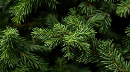 The Evergreen Needle Close-Up