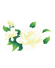 white rose