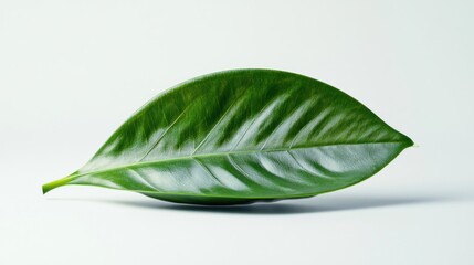 Obraz premium Single Green Leaf on a White Background
