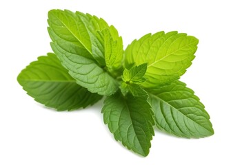Fresh green mint leaves, close-up view
