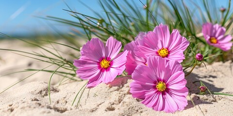 Vibrant pink flowers bloom amidst sandy beach grass under a clear blue sky