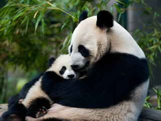 Fototapeta premium giant panda bear with baby panda mom panda mother son