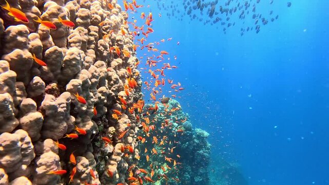 Underwater landscape, coral reef with many tropical fish of different species against the backdrop of blue water in the Red Sea