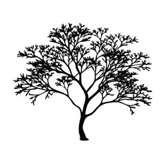 mastic-tree--silhouette