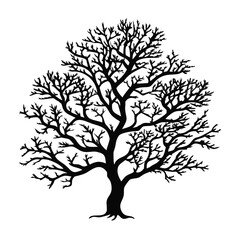 Obraz premium montezuma-cypress-tree-silhouette