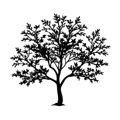maidenhair-tree-silhouette