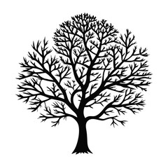 Obraz premium lacebark-pine-tree-silhouette