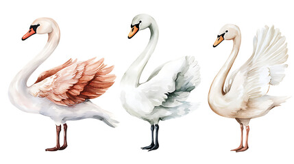 Obraz premium A collection of elegant swans hand-painted in soft watercolor style, showing various poses of the birds on white background