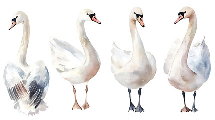 Obraz premium A collection of elegant swans hand-painted in soft watercolor style, showing various poses of the birds on white background