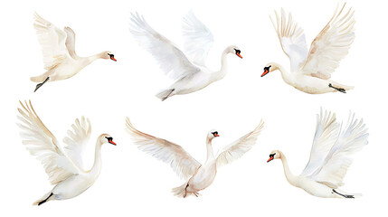 Obraz premium A collection of elegant swans hand-painted in soft watercolor style, showing various poses of the birds on white background