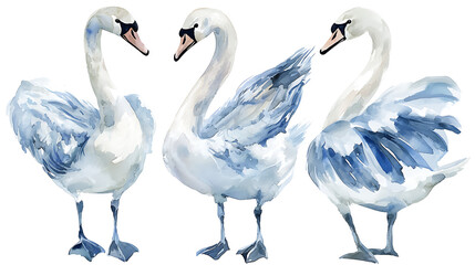 Fototapeta premium A collection of elegant swans hand-painted in soft watercolor style, showing various poses of the birds on white background