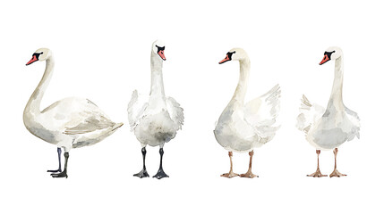Obraz premium A collection of elegant swans hand-painted in soft watercolor style, showing various poses of the birds on white background