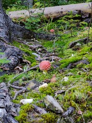 Fly mushroom in forest