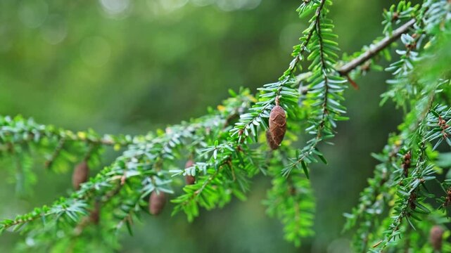 Evergreen Eastern Hemlock Spruce Tree with Tiny Cones on Twig Branch