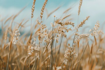 Obraz premium Delicate wheat stalks sway gently in the breeze, set against a bright blue sky, celebrating rural beauty and the changing seasons.