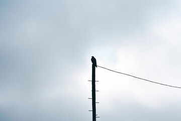 Obraz premium A lone bird perches on a wire against a vast, cloudy sky, embodying solitude and tranquility in the serene, minimalist composition.