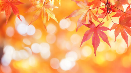 Fototapeta premium Beautiful Maple Leaves in Autumn Sunny Day: Close-up of bright maple leaves in the foreground with a blurry background, showcasing the beauty of autumn in Kyushu, Japan. 