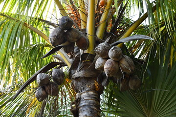 noix de coco
