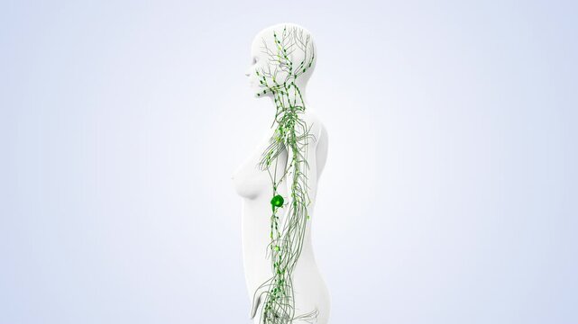 System of Lymph Nodes and Fluid Circulation