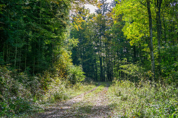 Fototapeta premium Gravel road in Vienna Woods in St. Corona with beeches and spruces in autumn 