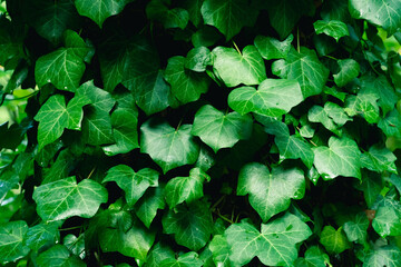 Gr&uuml;ne Bl&auml;tter