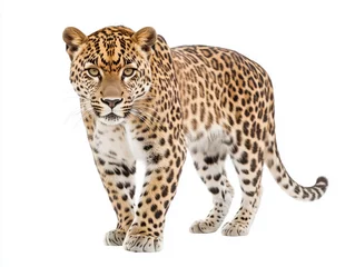  A full-body portrait of a leopard standing half-turned, gazing at the camera, isolated on a white background. His fierce gaze and powerful stance capture the essence of the wildcat © big_and_serious