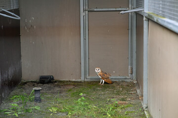 Lechuza en cautividad