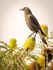 A Currawong (strepera versicolor) perched on a Banksia flower.